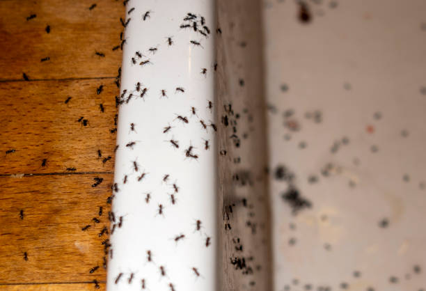 Best Affordable Pest Control Services  in Zephyrhills West, FL